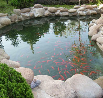 景观锦鲤鱼池